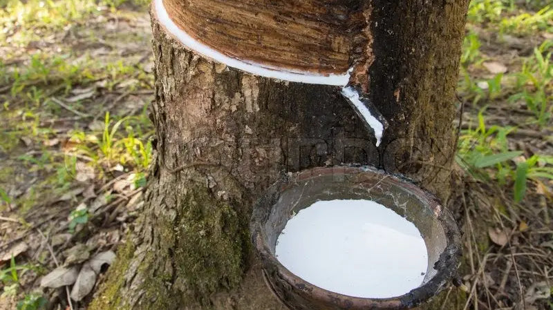 Making-a-Mattress-100-Certified-Organic-latex Palmpring Organic Mattress