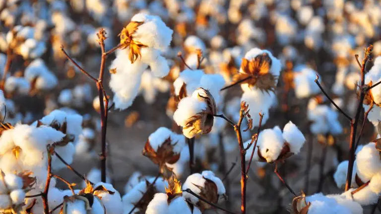 Why-Organic-Cotton Palmpring Organic Mattress