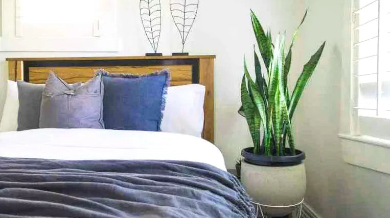 Air-Quality-and-a-Good-Night-s-Sleep Palmpring Organic Mattress