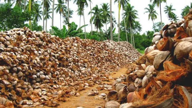 Making-a-Mattress-Organic-Coconut-Coir Palmpring Organic Mattress
