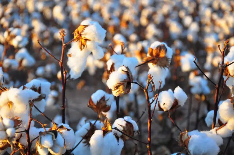 Why-Organic-Cotton Palmpring Organic Mattress