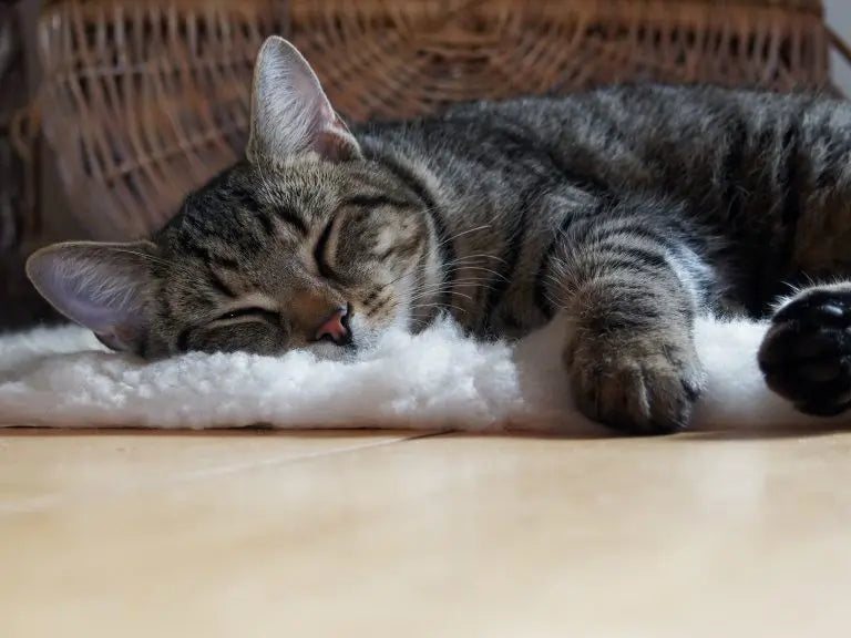 Is-It-Possible-To-Sleep-Too-Much Palmpring Organic Mattress