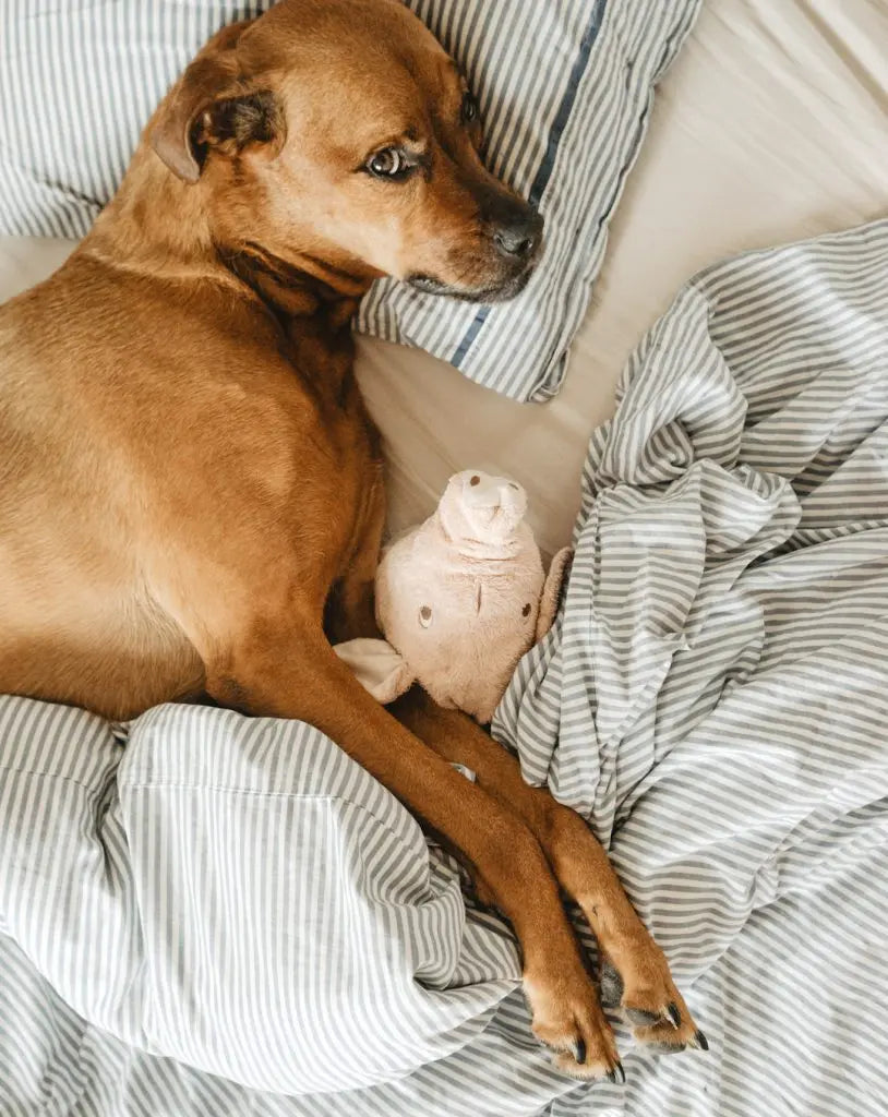 Should-Pets-Sleep-in-Your-Bed Palmpring Organic Mattress