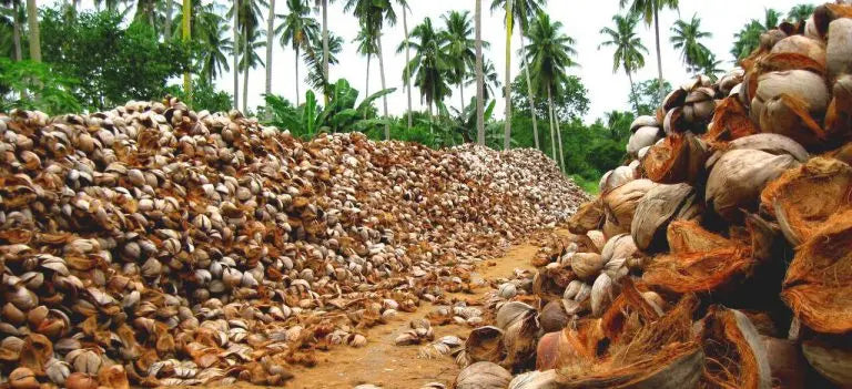 Making-a-Mattress-Organic-Coconut-Coir Palmpring Organic Mattress